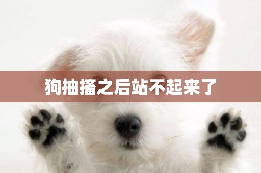 狗抽搐之后站不起來了