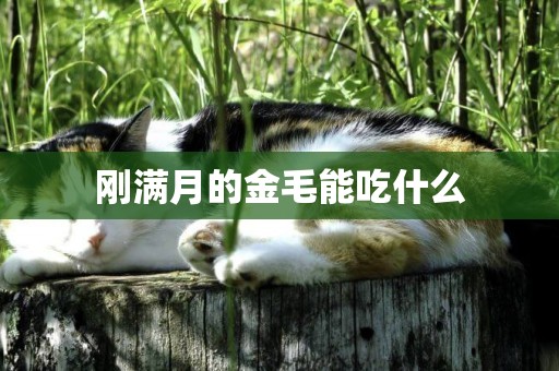 剛滿月的金毛能吃什么