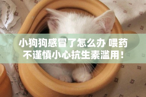 小狗狗感冒了怎么辦 喂藥不謹慎小心抗生素濫用！