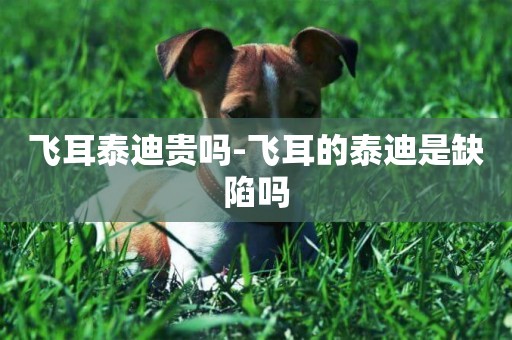 飛耳泰迪貴嗎-飛耳的泰迪是缺陷嗎
