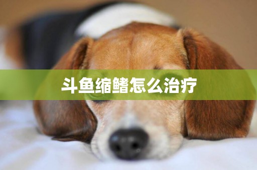 斗魚縮鰭怎么治療
