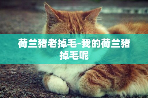 荷蘭豬老掉毛-我的荷蘭豬掉毛呢