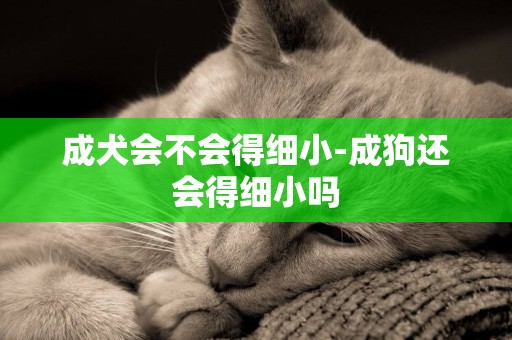 成犬會不會得細小-成狗還會得細小嗎
