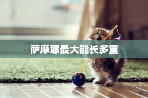 薩摩耶最大能長多重