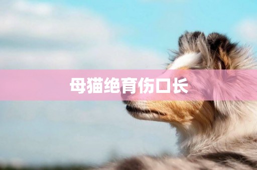 母貓絕育傷口長