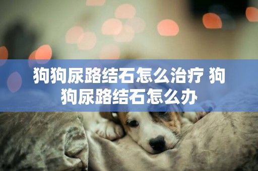 狗狗尿路結石怎么治療 狗狗尿路結石怎么辦