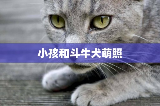 小孩和斗牛犬萌照