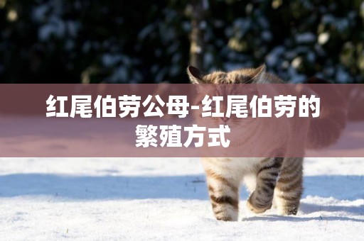 紅尾伯勞公母-紅尾伯勞的繁殖方式