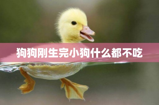 狗狗剛生完小狗什么都不吃
