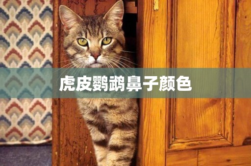虎皮鸚鵡鼻子顏色