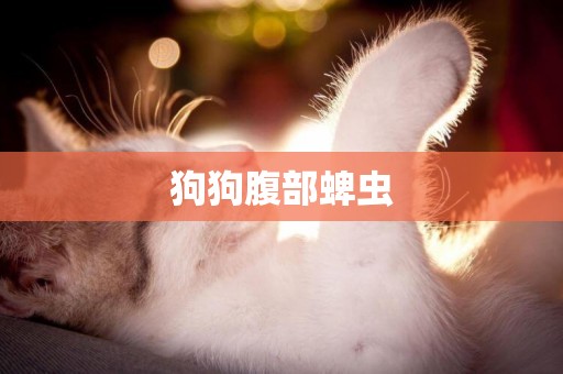 狗狗腹部蜱蟲