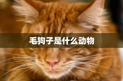 毛狗子是什么動物