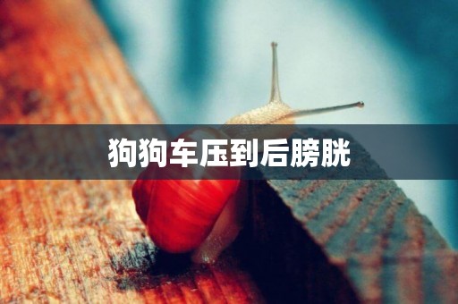 狗狗車壓到后膀胱