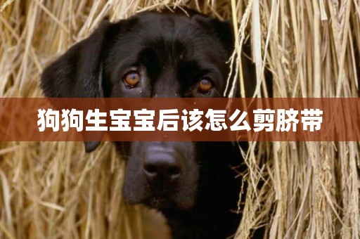 狗狗生寶寶后該怎么剪臍帶