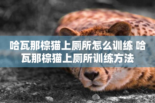 哈瓦那棕貓上廁所怎么訓練 哈瓦那棕貓上廁所訓練方法