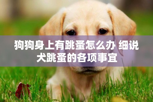 狗狗身上有跳蚤怎么辦 細說犬跳蚤的各項事宜