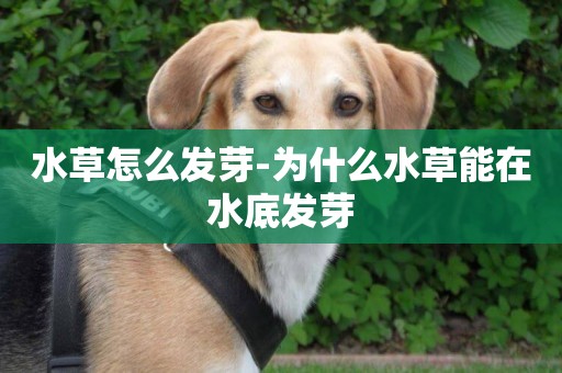 水草怎么發芽-為什么水草能在水底發芽