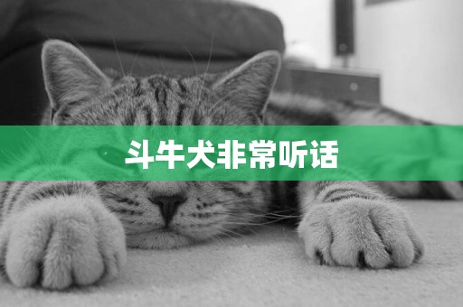 斗牛犬非常聽話