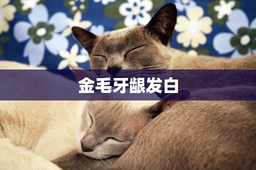 金毛牙齦發白