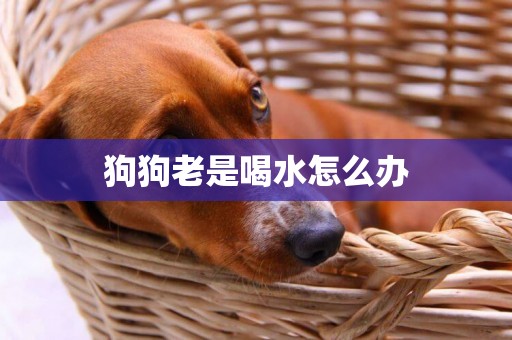 狗狗老是喝水怎么辦