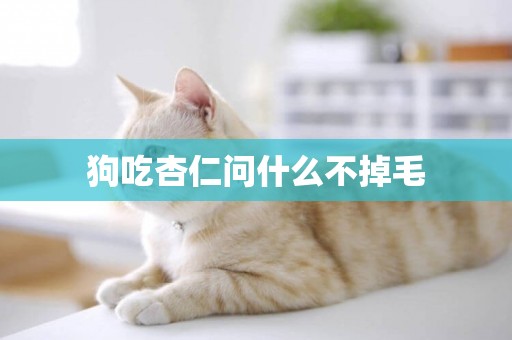 狗吃杏仁問什么不掉毛