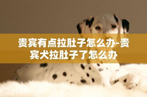 貴賓有點拉肚子怎么辦-貴賓犬拉肚子了怎么辦