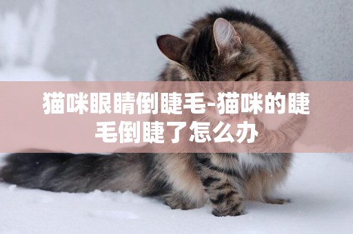 貓咪眼睛倒睫毛-貓咪的睫毛倒睫了怎么辦