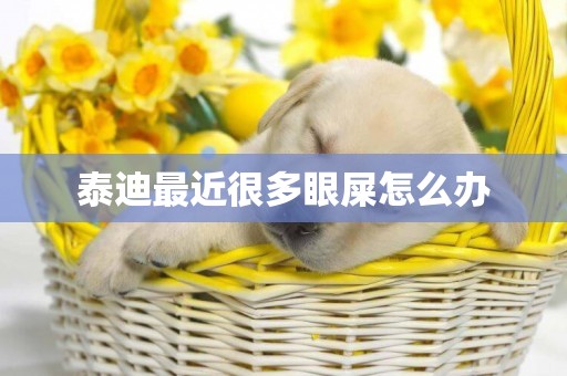 泰迪最近很多眼屎怎么辦