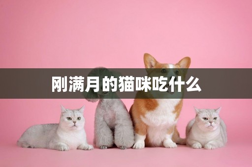 剛滿月的貓咪吃什么