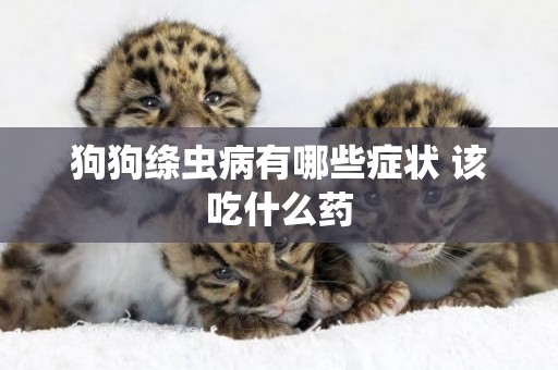 狗狗絳蟲病有哪些癥狀 該吃什么藥