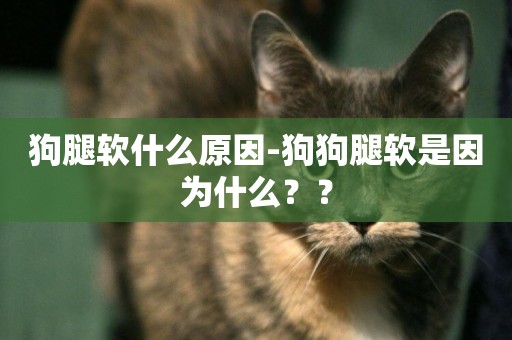 狗腿軟什么原因-狗狗腿軟是因為什么？？