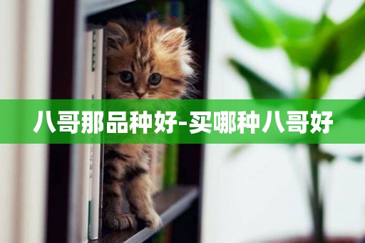 八哥那品種好-買哪種八哥好