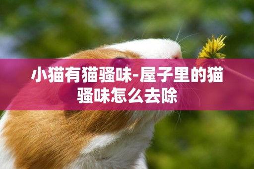 小貓有貓騷味-屋子里的貓騷味怎么去除