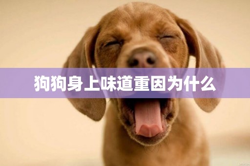 狗狗身上味道重因為什么