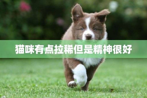 貓咪有點拉稀但是精神很好