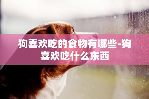 狗喜歡吃的食物有哪些-狗喜歡吃什么東西