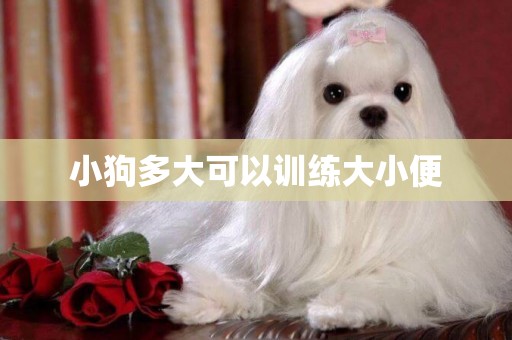 小狗多大可以訓練大小便