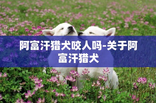 阿富汗獵犬咬人嗎-關于阿富汗獵犬