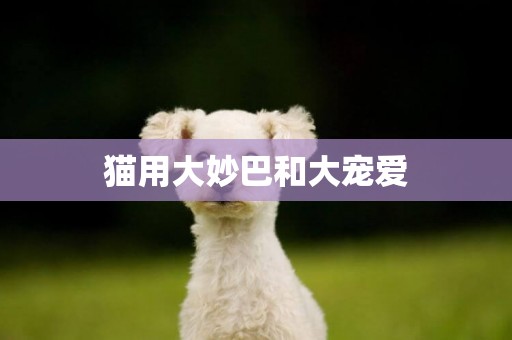 貓用大妙巴和大寵愛