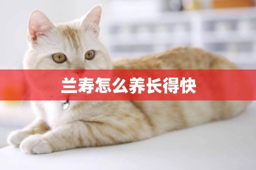 蘭壽怎么養長得快