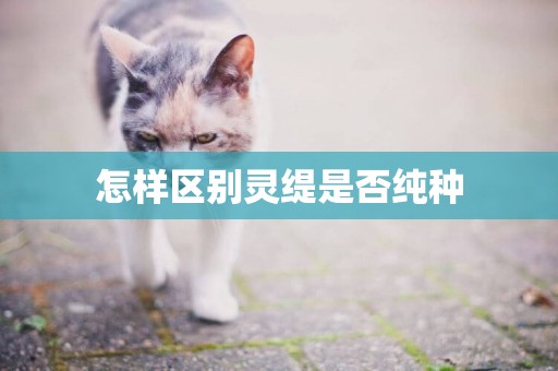 怎樣區別靈緹是否純種