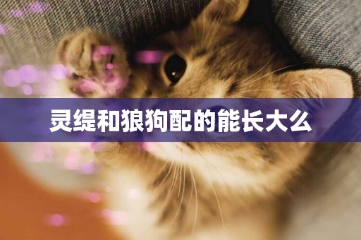靈緹和狼狗配的能長大么