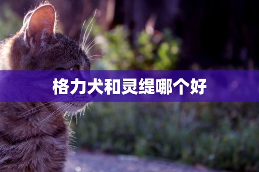 格力犬和靈緹哪個好