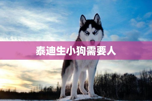 泰迪生小狗需要人