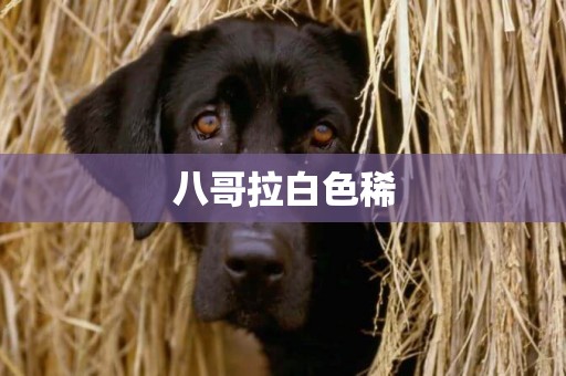 八哥拉白色稀