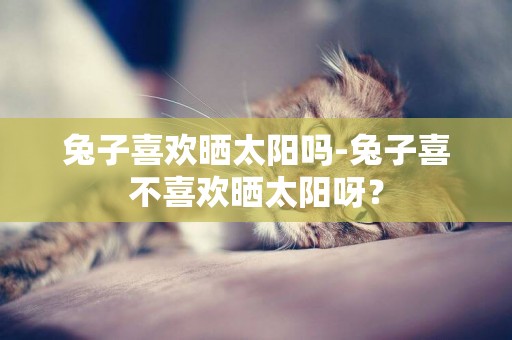 兔子喜歡曬太陽嗎-兔子喜不喜歡曬太陽呀？