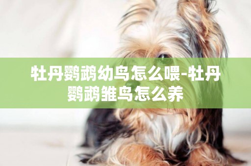 牡丹鸚鵡幼鳥怎么喂-牡丹鸚鵡雛鳥怎么養
