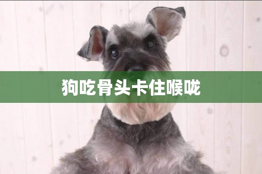 狗吃骨頭卡住喉嚨