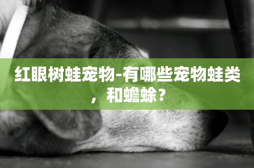 紅眼樹蛙寵物-有哪些寵物蛙類，和蟾蜍？