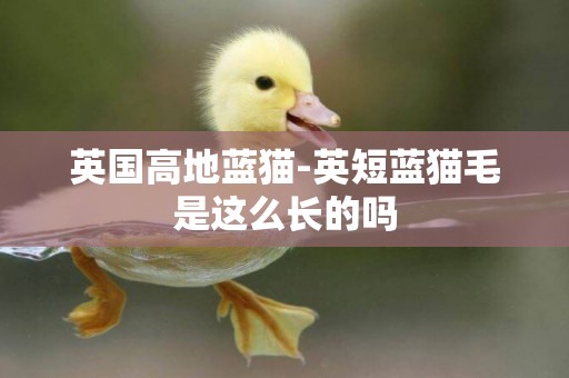 英國高地藍貓-英短藍貓毛是這么長的嗎